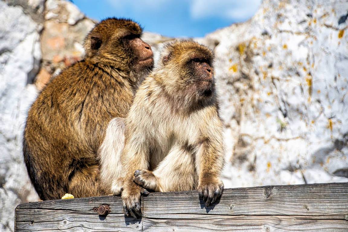 360º Gibraltar Experience Tour by Victory Tours